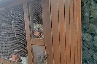 Woliera klatka papugi, Kujawsko-pomorskie, Grudziądz