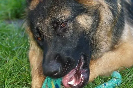 Andzia to suczka w typie owczarka niemieckiego,  m