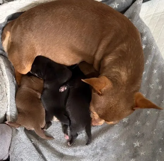 CHIHUAHUA, Szczeniak na sprzedaż Kontakt przez Whatsapp... +48736614543, , Sicinek