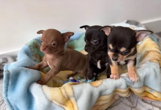 CHIHUAHUA, Szczeniak na sprzedaż Kontakt przez Whatsapp... +48736614543