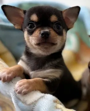 CHIHUAHUA, Szczeniak na sprzedaż Kontakt przez Whatsapp... +48736614543, , Sicinek