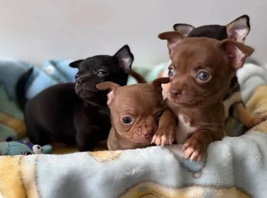 CHIHUAHUA, Szczeniak na sprzedaż Kontakt przez Whatsapp... +48736614543, , Sicinek