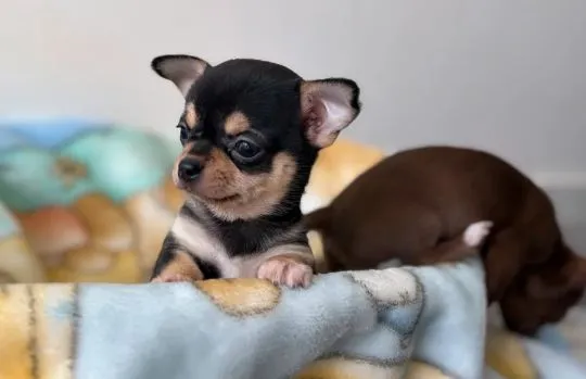 CHIHUAHUA, Szczeniak na sprzedaż Kontakt przez Whatsapp... +48736614543, , Sicinek