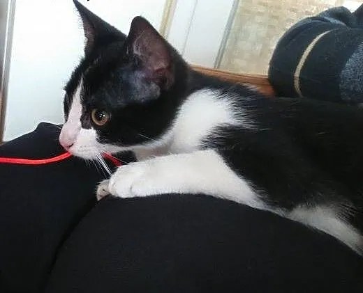 Piękna kotka 3 miesiące do adopcji, mazowieckie W