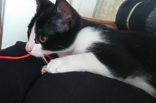 Piękna kotka 3 miesiące do adopcji,  mazowieckie W