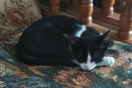 Piękna kotka 3 miesiące do adopcji,  mazowieckie W
