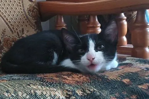 Piękna kotka 3 miesiące do adopcji,  mazowieckie W