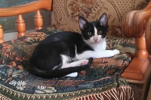 Piękna kotka 3 miesiące do adopcji,  mazowieckie W