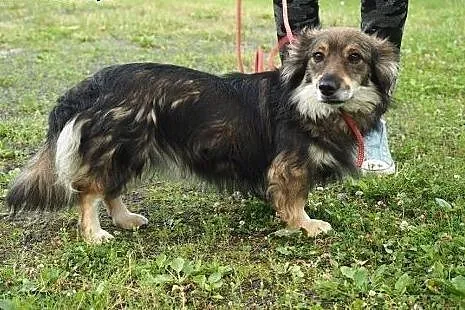Ocal młodego Adasia przed wywózką do schroniska da