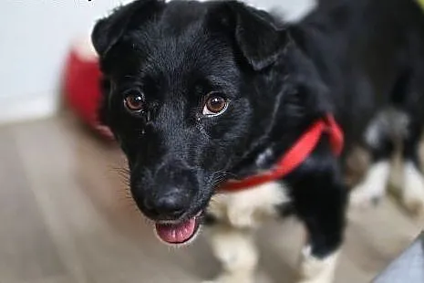 Adoptuj Bema, radość go rozpiera :),  mazowieckie 