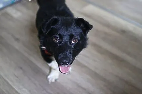 Adoptuj Bema, radość go rozpiera :),  mazowieckie 