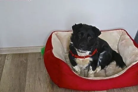 Adoptuj Bema, radość go rozpiera :),  mazowieckie 