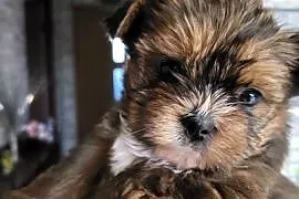 Shih tzu śliczne pieski
