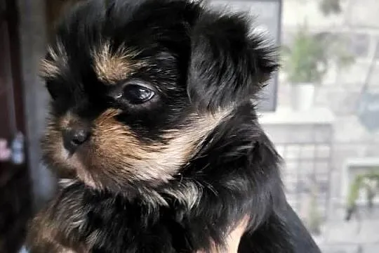 Shih tzu śliczne pieski, Mazowieckie, Radom