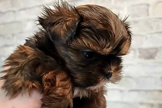 Shih tzu śliczne pieski, Mazowieckie, Radom