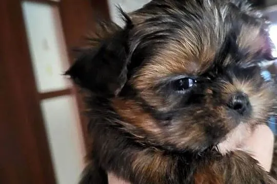Shih tzu śliczne pieski, Mazowieckie, Radom