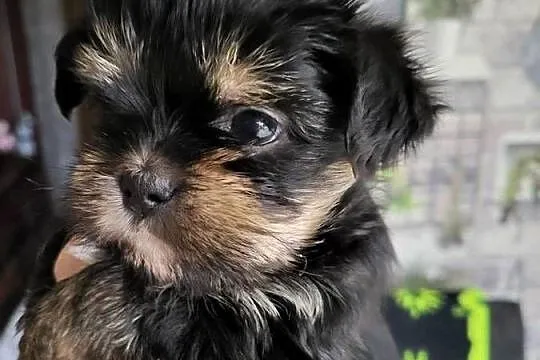 Shih tzu śliczne pieski, Mazowieckie, Radom