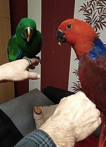 Papugi Lory Wielkie, , Cielcza
