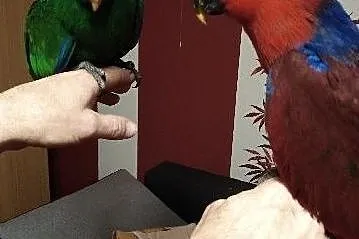 Papugi Lory Wielkie, , Cielcza