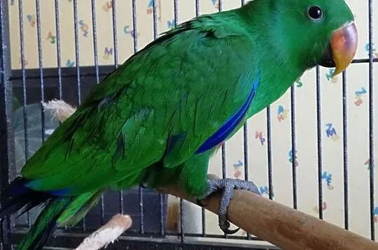 Papugi Lory Wielkie, , Cielcza
