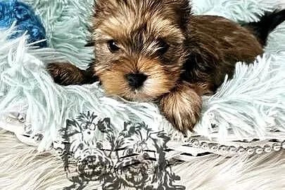 Yorkshire terrier piesek i sunia PASZPORT!