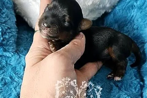 Yorkshire terrier piesek i sunia PASZPORT!, Łódzkie, Sędziejowice