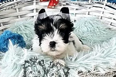 Yorkshire terrier piesek i sunia PASZPORT!, Łódzkie, Sędziejowice