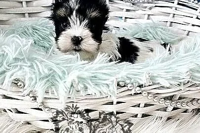 Yorkshire terrier piesek i sunia PASZPORT!, Łódzkie, Sędziejowice