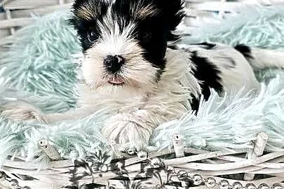 Yorkshire terrier piesek i sunia PASZPORT!, Łódzkie, Sędziejowice