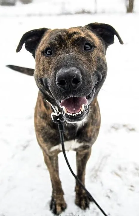 Nietypowy Tajson, młody, przyjazny psiak do adopcji!, Pomorskie, Gdańsk