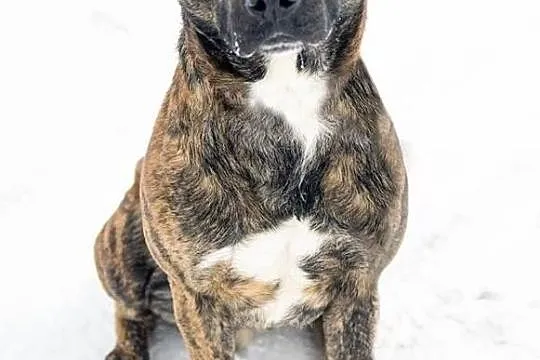 Nietypowy Tajson, młody, przyjazny psiak do adopcji!, Pomorskie, Gdańsk