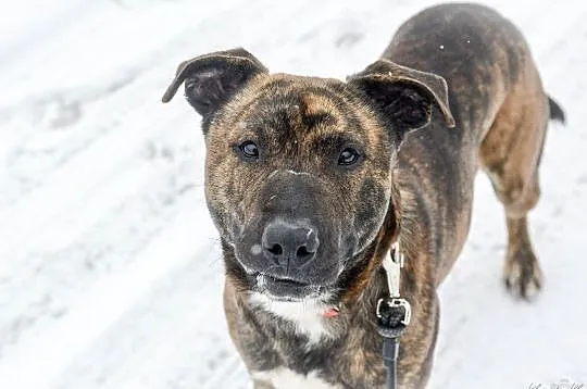 Nietypowy Tajson, młody, przyjazny psiak do adopcji!, Pomorskie, Gdańsk