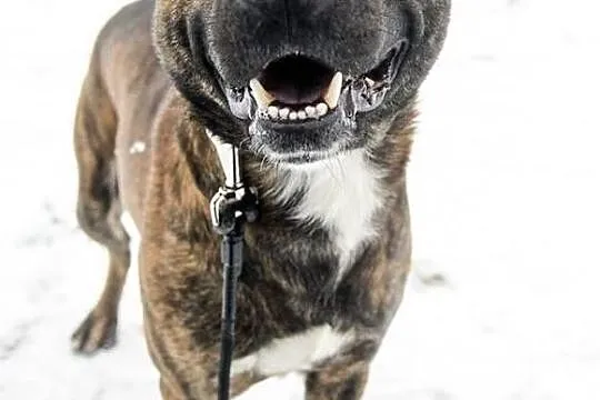 Nietypowy Tajson, młody, przyjazny psiak do adopcji!, Pomorskie, Gdańsk