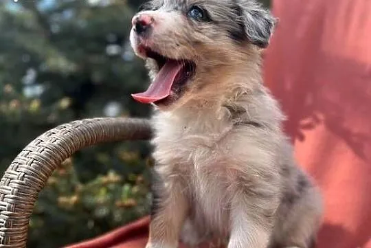 Szczeniak border collie z rodowodem (z badaniami gen. rodziców), Świętokrzyskie, Wola Murowana