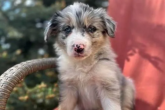 Szczeniak border collie z rodowodem (z badaniami gen. rodziców), Świętokrzyskie, Wola Murowana
