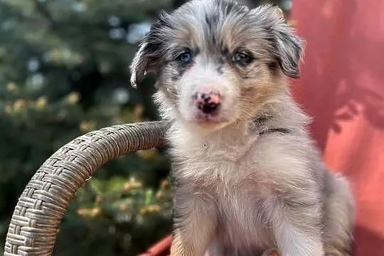 Szczeniak border collie z rodowodem (z badaniami gen. rodziców), Świętokrzyskie, Wola Murowana