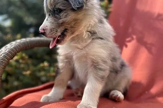 Szczeniak border collie z rodowodem (z badaniami gen. rodziców), Świętokrzyskie, Wola Murowana