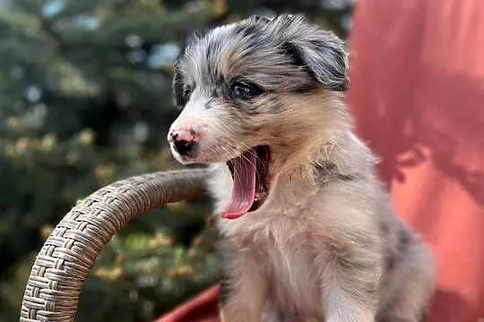 Szczeniak border collie z rodowodem (z badaniami gen. rodziców), Świętokrzyskie, Wola Murowana