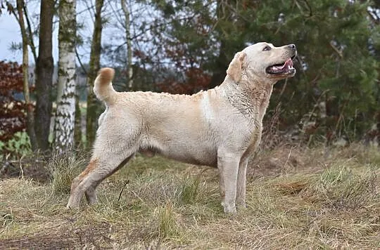 Labrador dorosłe psy i suki na sprzedaż ZKwP , Chotów