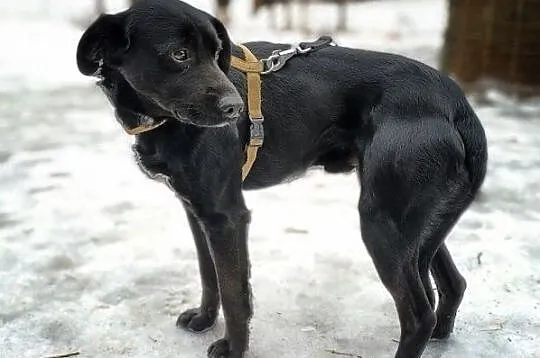 ONYX,średni,łagodny,przyjazny,szczepiony piesek.ADOPCJA, Małopolskie, Kraków