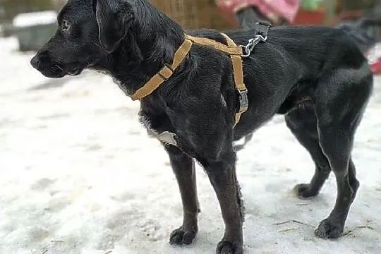 ONYX,średni,łagodny,przyjazny,szczepiony piesek.ADOPCJA, Małopolskie, Kraków