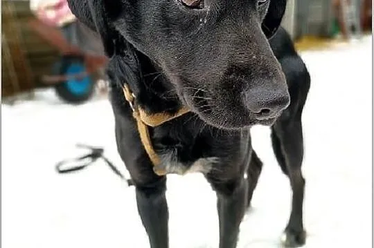 ONYX,średni,łagodny,przyjazny,szczepiony piesek.ADOPCJA, Małopolskie, Kraków