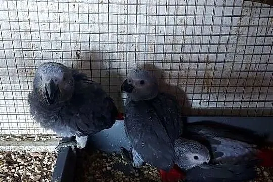 ŻAKO KONGIJSKIE RĘCZNIE KARMIONE, Śląskie, Dąbrowa Górnicza