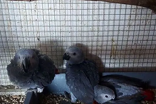 ŻAKO KONGIJSKIE RĘCZNIE KARMIONE, Śląskie, Dąbrowa Górnicza