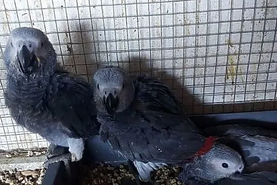 ŻAKO KONGIJSKIE RĘCZNIE KARMIONE, Śląskie, Dąbrowa Górnicza