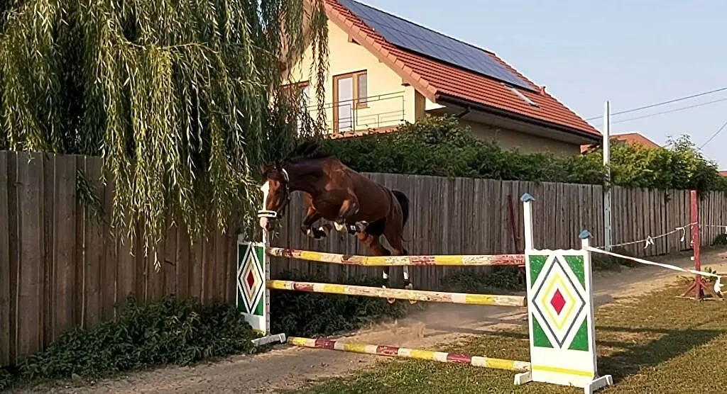 Sprzedam klacz KWPN., , Sokoły
