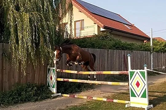 Sprzedam klacz KWPN., , Sokoły