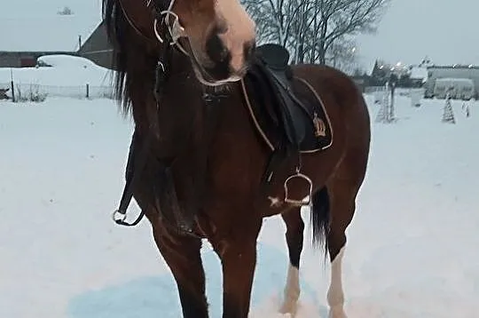 Sprzedam klacz KWPN., , Sokoły