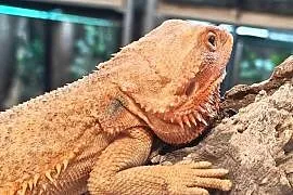Agama brodata dorosłe samce i samice