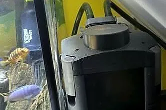 Akwarium 240l wraz z pyszczakami, Śląskie, Żory